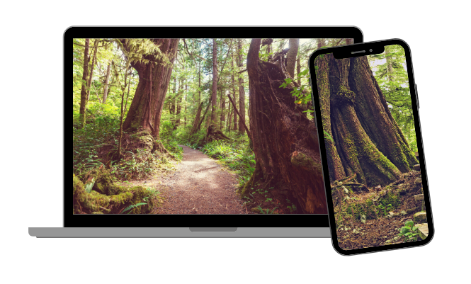 Virtual nature walk on phone and laptop