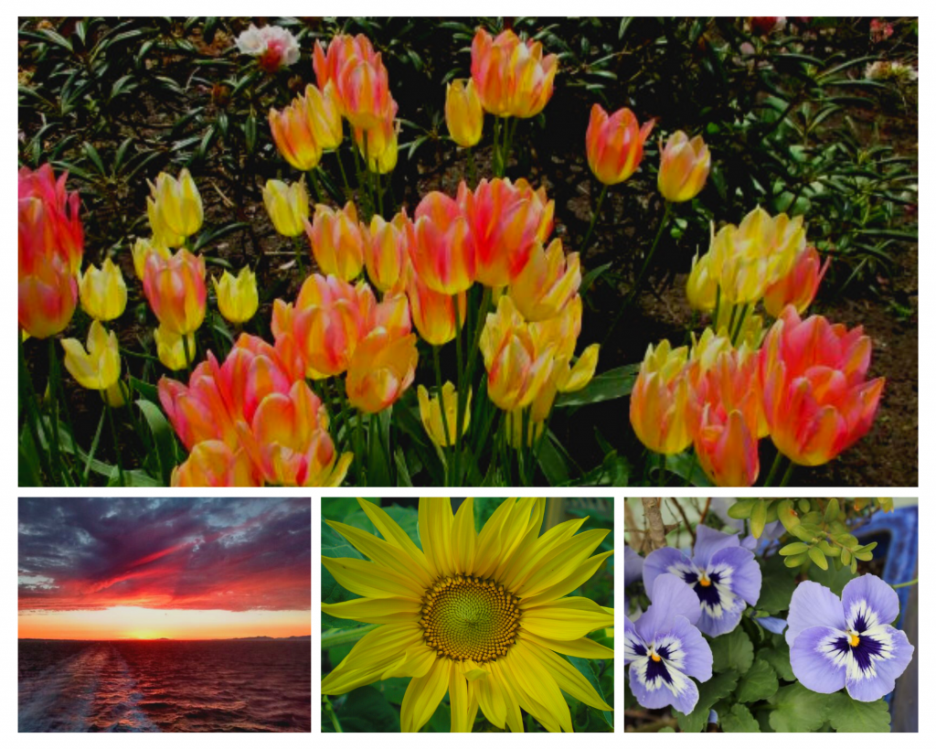 A collage of Brenna's photography including pictures of red and yellow tulips, a sunset over the sea, a sunflower, and blue and white pansies.